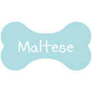 Maltese